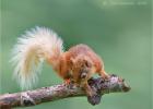red squirrel 0212