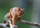 red squirrel 0238
