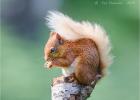 red squirrel 0287