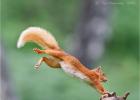 red squirrel 0303