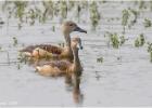 M&F lesser whistling ducks