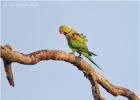 alexandrine parakeet