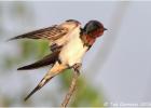 barn swallow