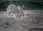 black naped hare