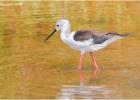 black-winged stilt