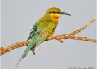 blue-tailed bee eater