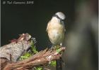 brown shrike