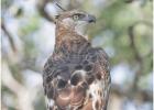 changeable hawk eagle