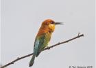 chestnut headed bee eater