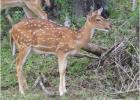 chittal or spotted deer