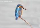 common kingfisher