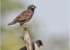 common mynas