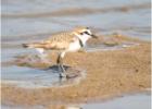 common ringed plover