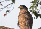 crested serpent eagle