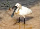 eurasian spoonbill