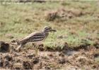 eurasian thicknee