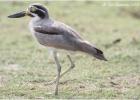 great thick-knee