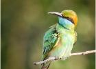 green bee-eater