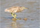 indian pond heron