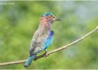 indian roller