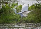 intermediate egret