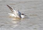 juvenile little tern