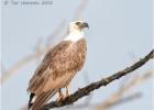 juvenile white-bellied fish eagle