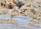 kentish plover