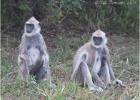 langur monkeys