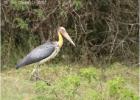 lesser adjutant