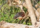 lesser whistling duck