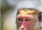 macaque portrait