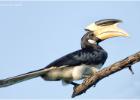 malabar pied hornbill