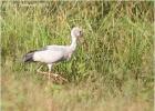 open billed stork