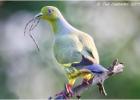 orange-breasted green pigeon