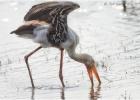 painted stork