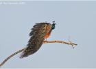 peacock on a stick