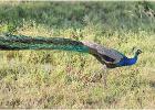 peafowl (peacock)