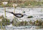 pheasant-tailed jacana