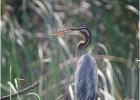 purple heron