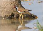 red-wattled plover