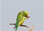 rose-ringed parakeet