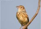 rufous-winged bushlark