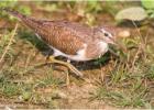 sandpiper