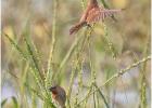 scaly-breasted munia