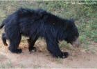 sloth bear