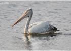 spot billed pelican