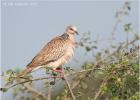 spotted dove