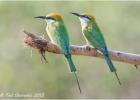 two green bee eaters