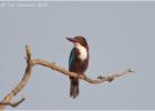 white-throated kingfisher